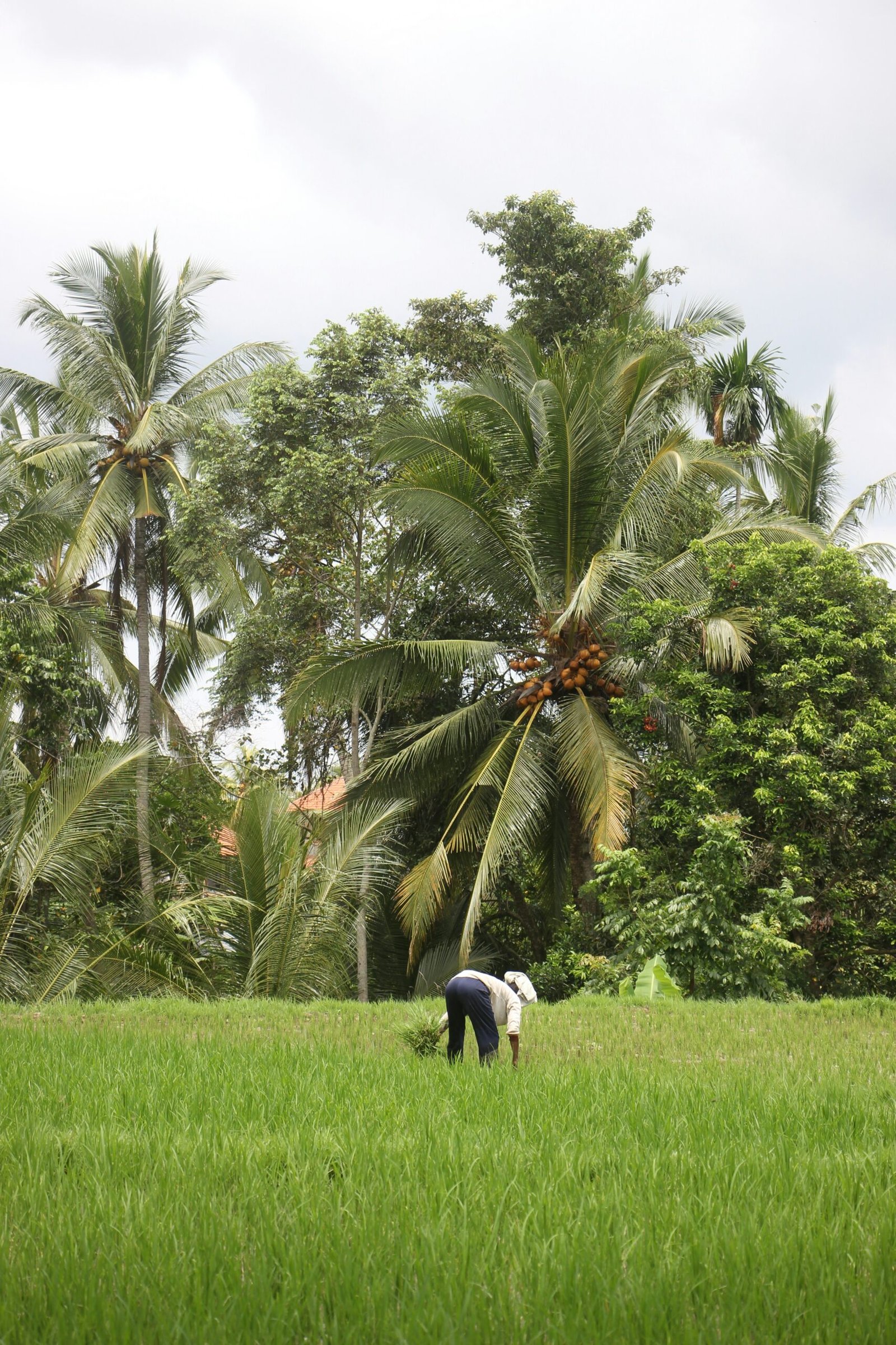 Farm Stays and Agritourism: A Modern Guide to Rural Getaways